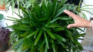 Care of Rhapis palm/lady palm - Air purifier plant
