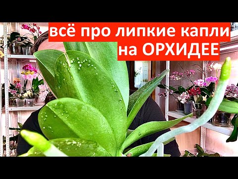 ОРХИДЕИ липкие капли и пятна КАКИЕ от ВРЕДИТЕЛЕЙ а что от ФОТОСИНТЕЗА у орхидей