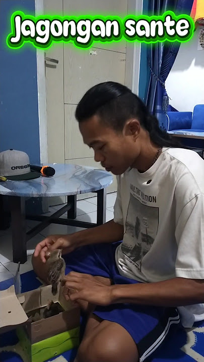 Lek wes CINTA telek manuk ae tak CEKEL #kicaumania #cendet #burung #cendeters #kicaumanianusantara