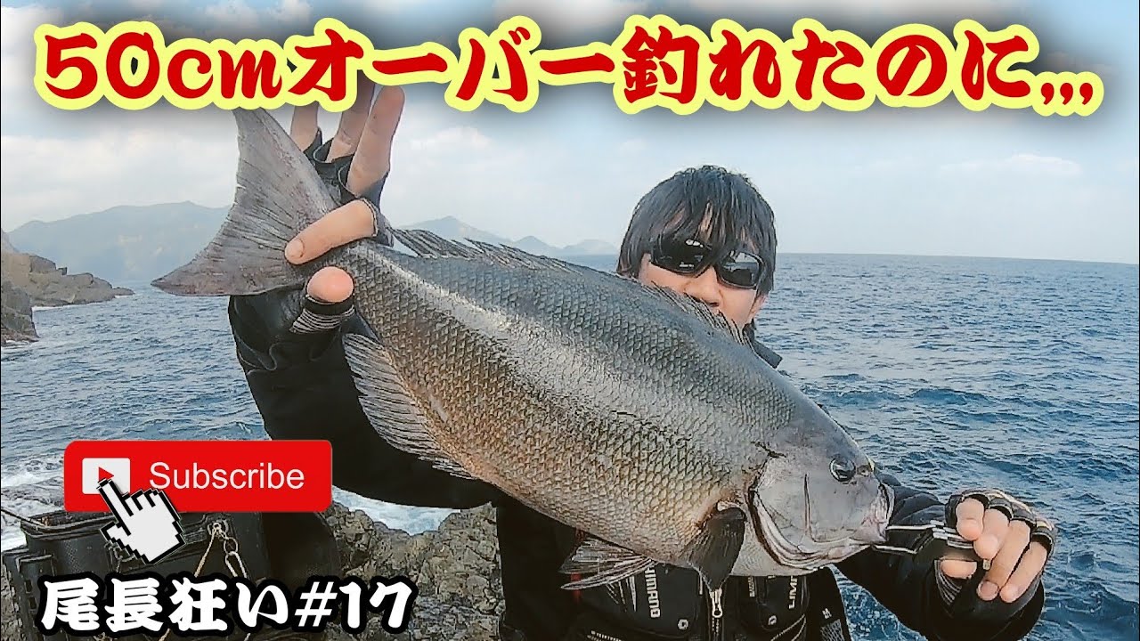 50cmオーバー】尾長グレ釣れたのに、、、 - YouTube