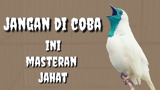 MASTERAN BURUNG LOMBA || MATERI TEMBAKAN KASAR UNTUK BURUNG LOMBA