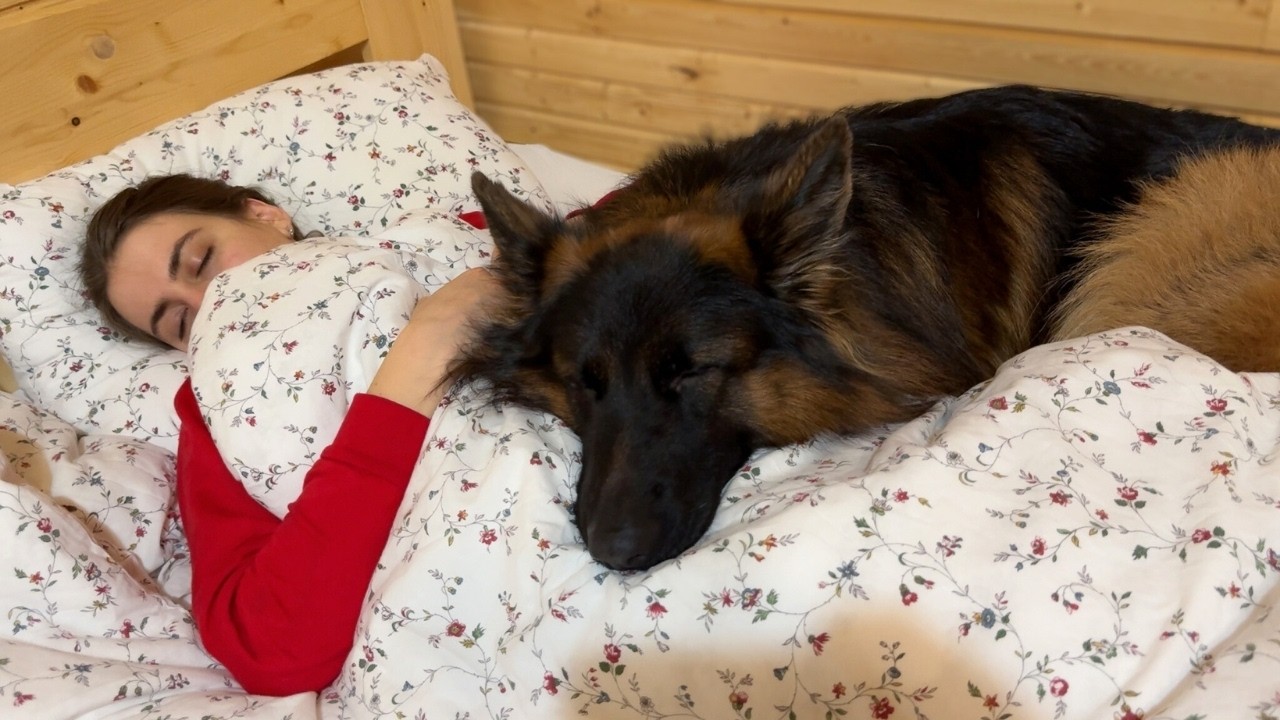 German Shepherd Begs To Sleep In My Bed  | How Can I Say No?