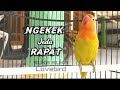 Lovebird paud ngekek jeda rapet bukan Balibu Konslet