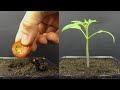 Growing Tomato Plant From Tomato Slice Time Lapse