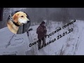 Охота с Русской гончей на зайца 23 01 20