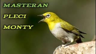 MASTERAN PLECI MONTY jeda & nembak bren rapat