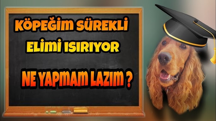 yavru köpeğim ısırıyor