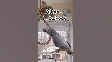 Symon zegt: Alexa… Dit is onzin😳😆#africangrey #pratendepapegaai #grappig #papegaai #vogels #huisd...