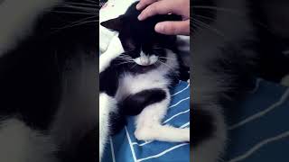 Kucing terpaling Malas part 4