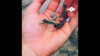 Baby Chameleons Run So Fast