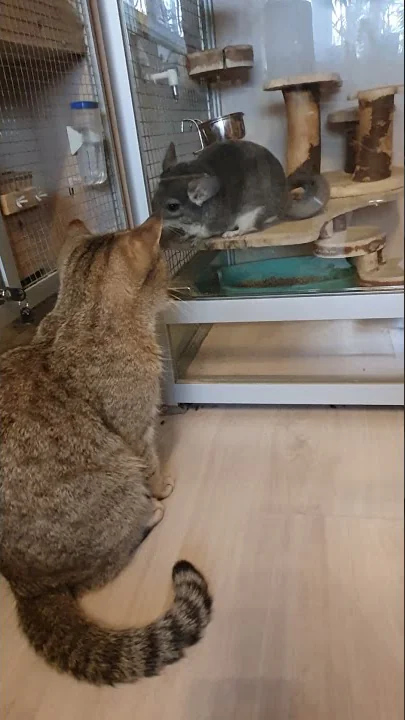 Video 490571: chinchilla vs cat