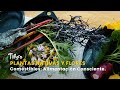 Plantas Nativas y Flores Comestibles: Alimentación Consciente - TvAgro por Juan Gonzalo Angel
