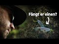 24H Zeit, um einen Fisch in England zu fangen!