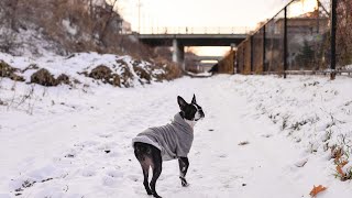 Boston Terrier Tricks for Treats Smart Pup Challenges