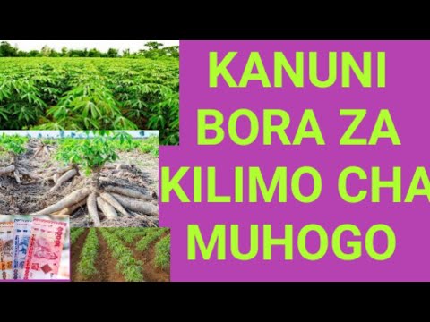 Video: Kilimo Cha Mazingira Ni Nini