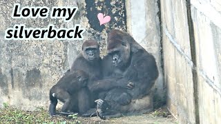 Gorilla D'jeeco couple's sweet moments / 大猩猩迪亞哥夫婦的甜蜜時刻