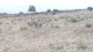#donkey full time enjoy in desert @Desertanimal1