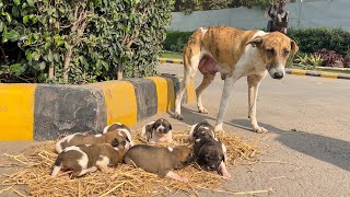 Download Lagu This Dog Chased Me... His Eyes Said 'Don't Leave Me'. MP3