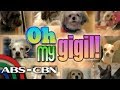 Korina, Sharon, Toni show off their dogs