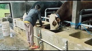 Mbak Ayu || Comboran Sapi Jumbo || Sapi 1 Ton