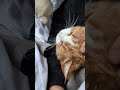 癒されます。
