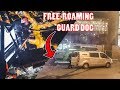 Secure building climb freeroaming guard dog