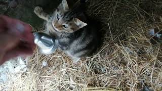 Kitten playing with a Toy Bell by Cats on the Farm 214 views 1 year ago 22 seconds