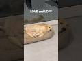 Now you know the difference? #cute#dog#love#loff#cutedog#short #reels #dogshorts #puppyvideos#love