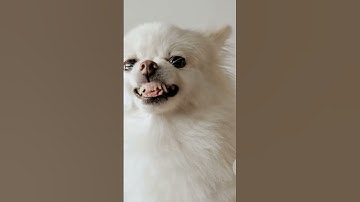 Dog Body Language Decoding Guide: Understanding Your Pup