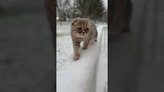 Nala felt the snow for the first time❄️#shorts #cute #shortvideo #memes #short #cute #cat #song