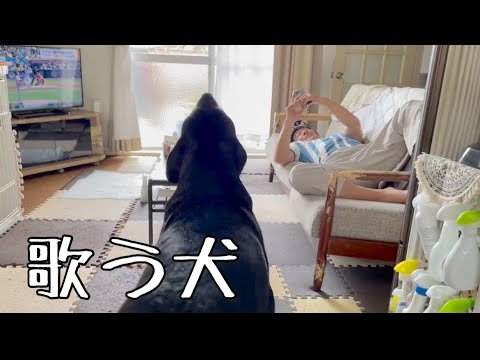パパが唄う長渕剛に合いの手を入れるロットワイラー