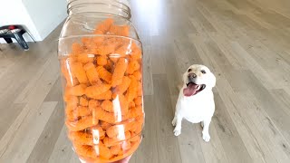 LABRADOR TRIES CHEETOS FOR THE FIRST TIME!!