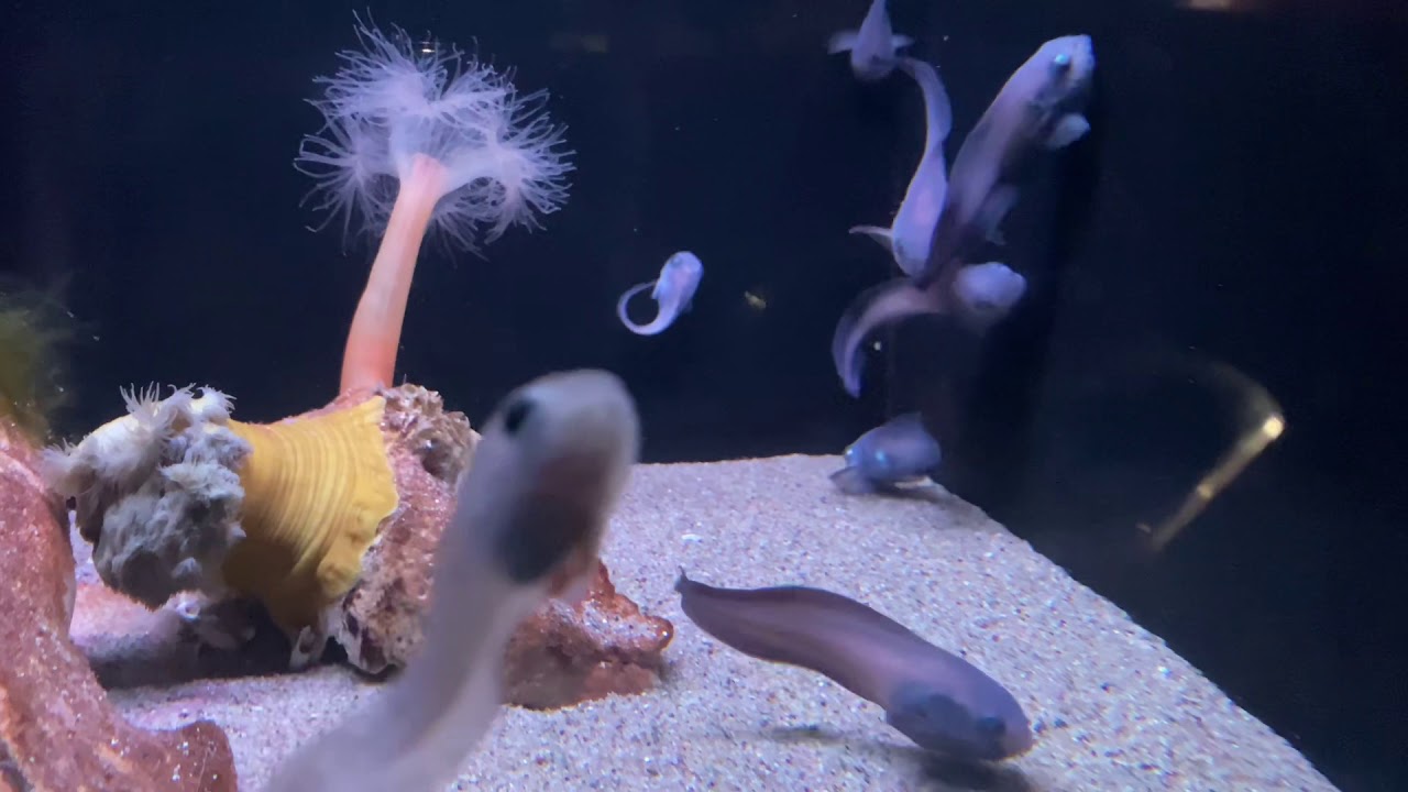 オグロ コンニャク ウオ