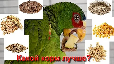 Корм для попугаев: какую зерносмесь выбрать? Пророщенное зерно (