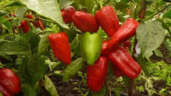 Формирования куста Перца и Баклажан + питания + защита от вершинной гнили !!!!, Вершинная гниль перца. Какие принять меры, чтобы не потерять урожай, Правильная посадка Перца , Баклажан и Огурцов + подкормка и защита от вредителей !!!, Формировка перцев и баклажанов 15.05.2017