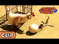 Oscar's Oasis - Chicken Cooped