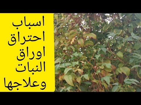 فيديو: مشاكل Hellebore: التعرف على أمراض نباتات Hellebore وعلاجها