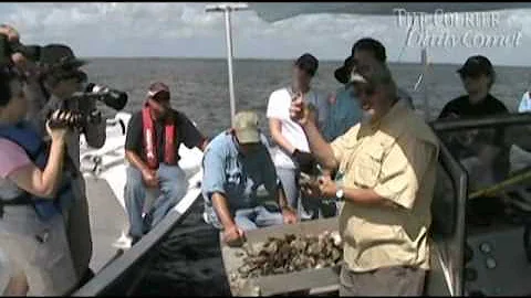 Oysters dying in Barataria Bay
