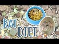 RAT DIET 101 | What should you feed your Rats?