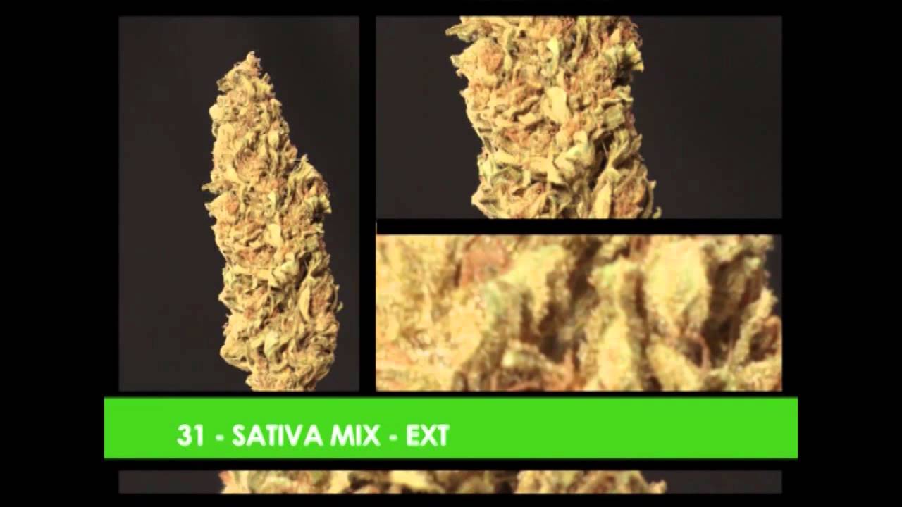 Muestras Copa Cannabica Del Plata 2014 - XV edición