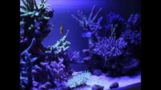 zeovit photo.wmv