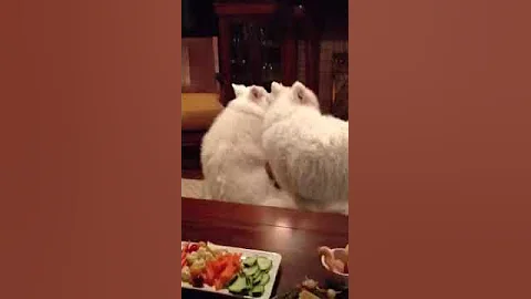 A quiet evening in front of the fire