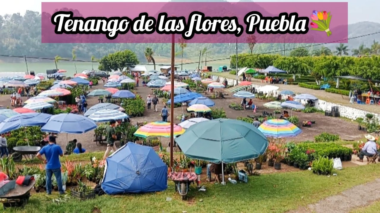 Plantas por todos lados🌸🌿, un hermoso recorrido.