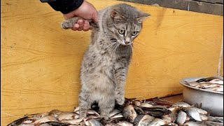 Funniest Animals 2023 😂 Funniest Cats and Dogs Videos 😺🐶 Part 708 | Pets World