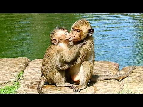 baby monkey crying for milk Maddix Hugs JR Firmly After Swimming Cool Water,So Adorable Madix & JR Friendly Like This