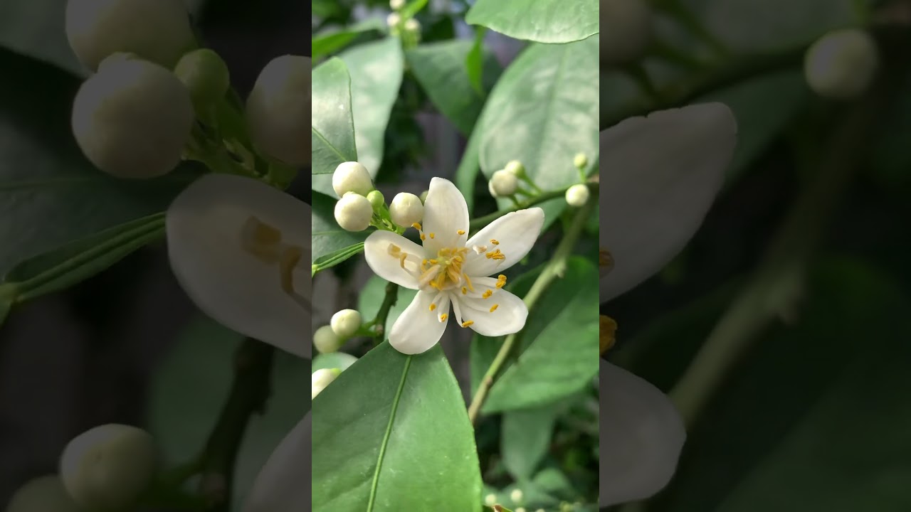 Бигарадия цветение и плодоношение 🍊