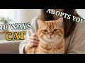 10 Ways Your Cat Isn't Loving You—They're Studying You
