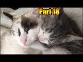 Awesome Funny Cats Videos .  Happy Cats Compilation (Part 18)