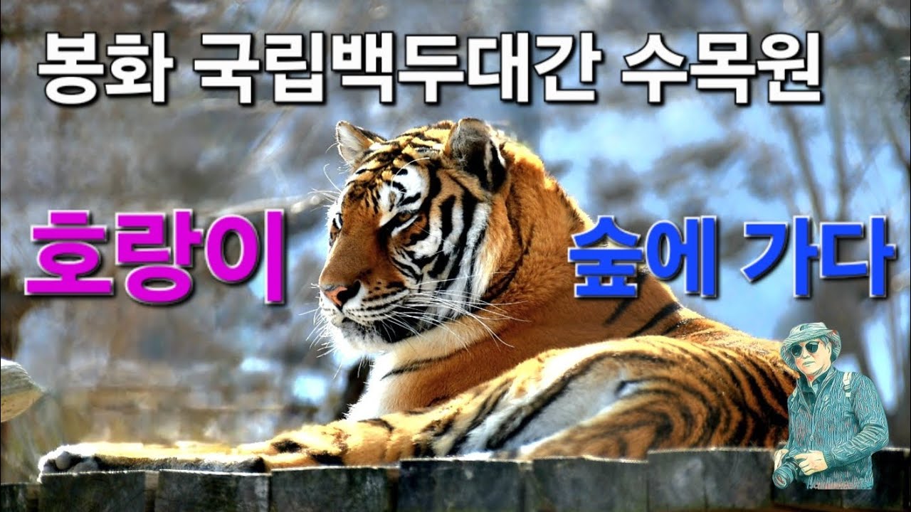 경북 봉화 국립백두대간수목원 호랑이 숲에 가다