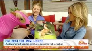 Crunch the miniature horse on Channel 7 Sunrise